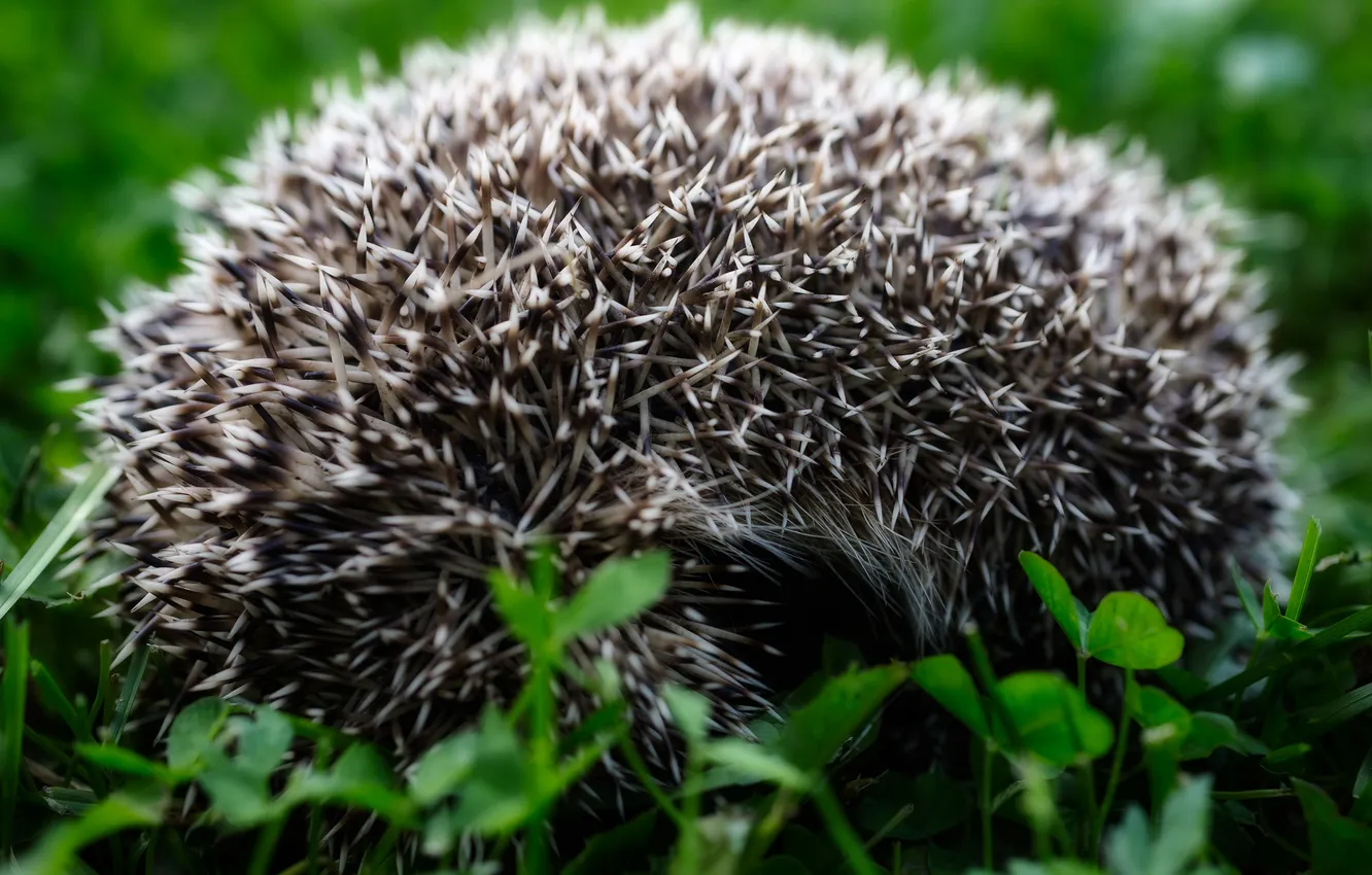 Photo wallpaper grass, macro, barb, hedgehog