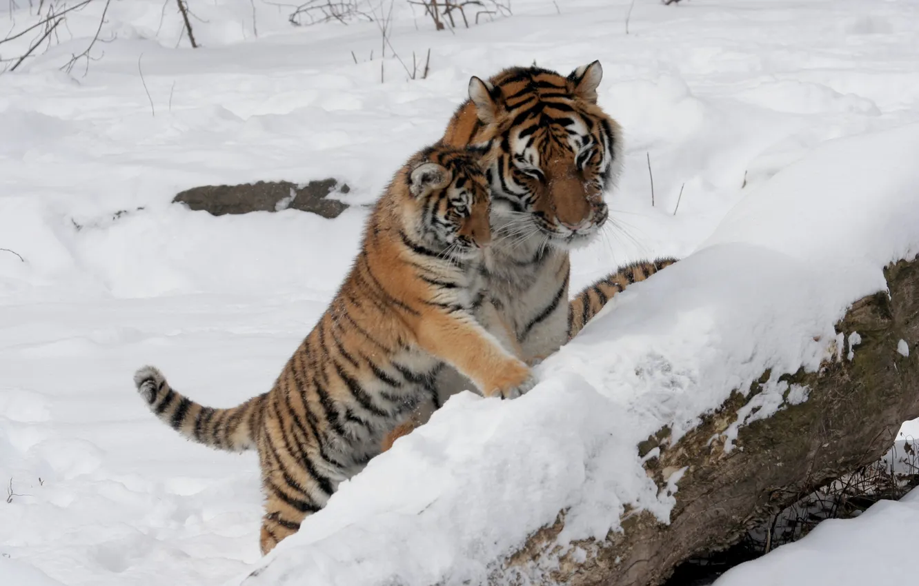 Photo wallpaper cat, snow, tiger, family, pair, cub, kitty, tigress