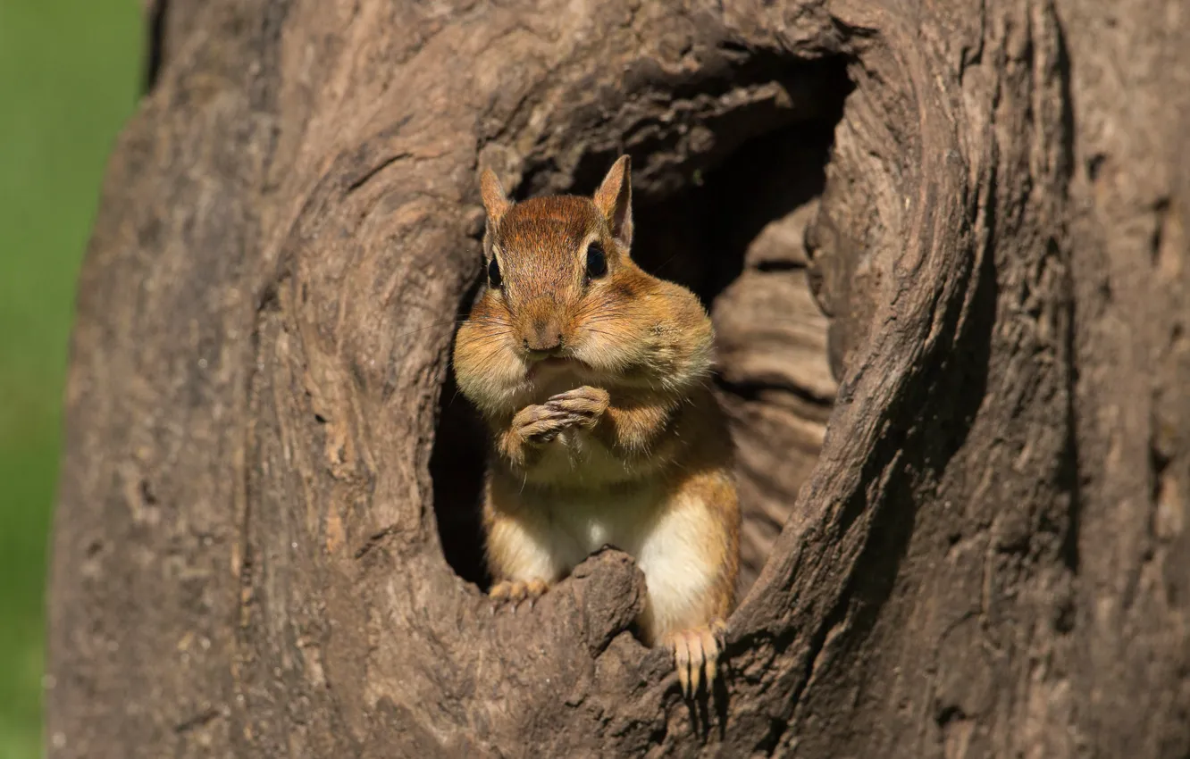 Photo wallpaper tree, trunk, Chipmunk, bark, face, cheeks, the hollow, meal
