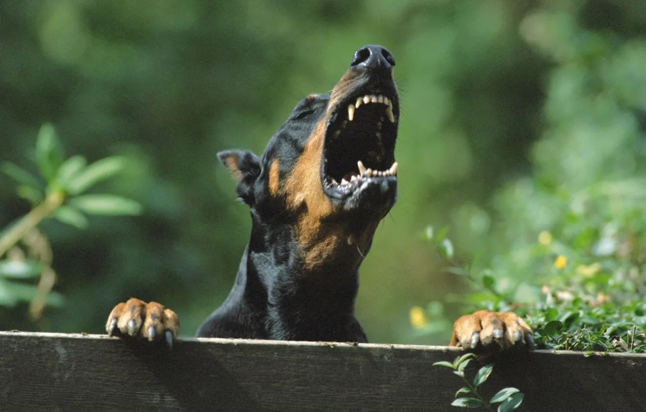 Photo wallpaper dog, animal, wild