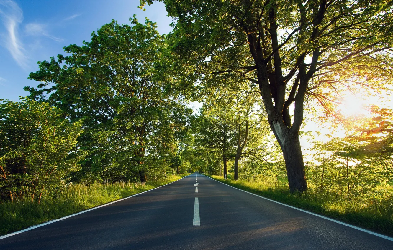 Photo wallpaper trees, markup, the road into the distance