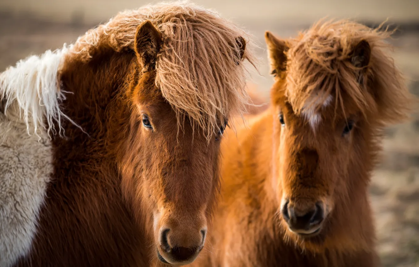 Photo wallpaper nature, horses, Icelandic horses