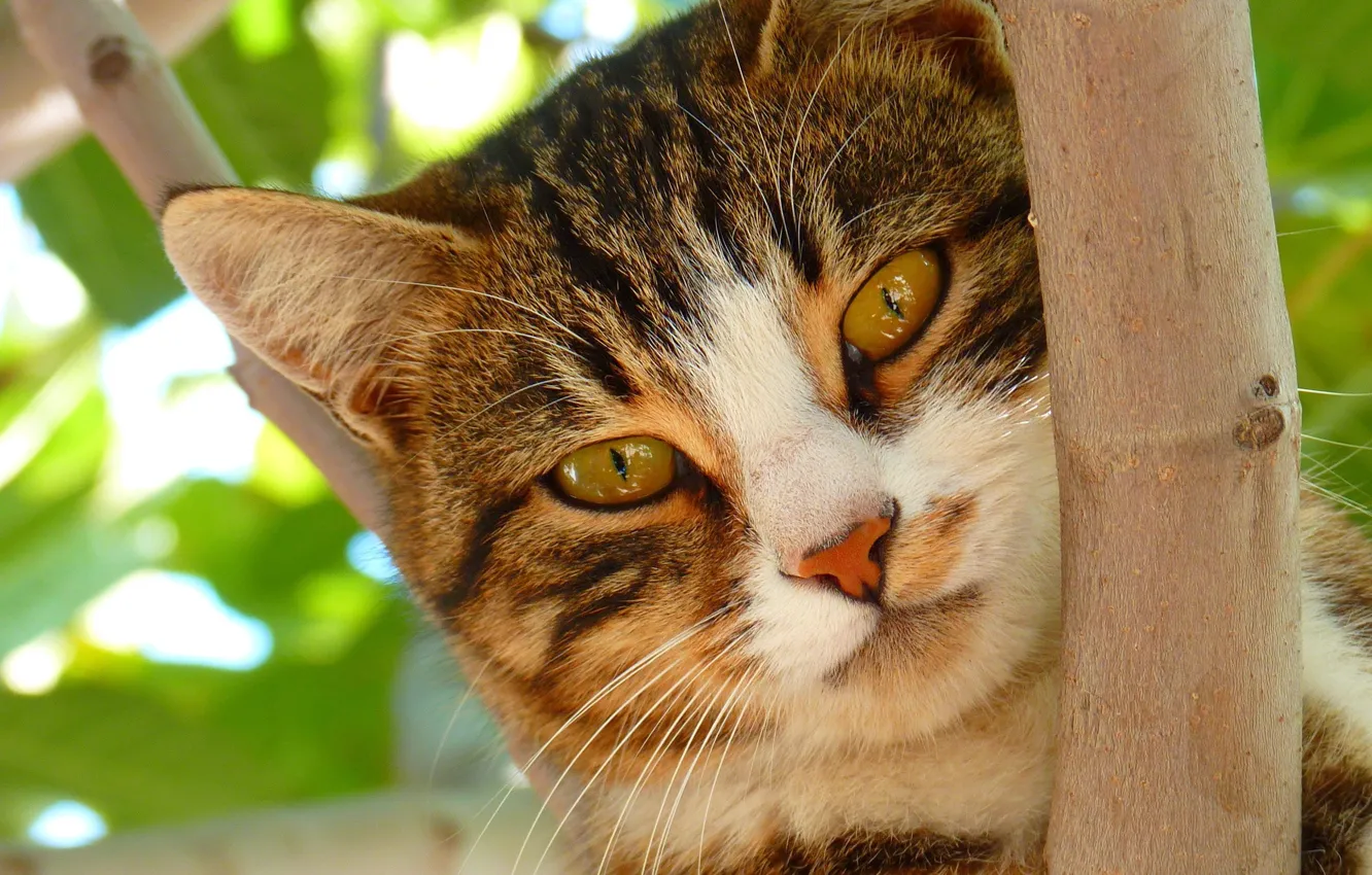 Photo wallpaper greens, cat, summer, cat, look, leaves, close-up, branches