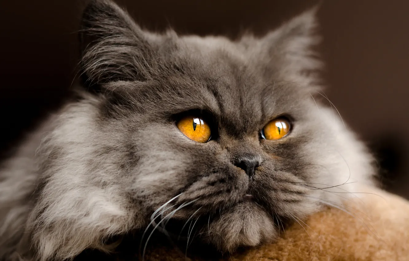 Photo wallpaper cat, cat, look, pose, grey, portrait, fluffy, lies