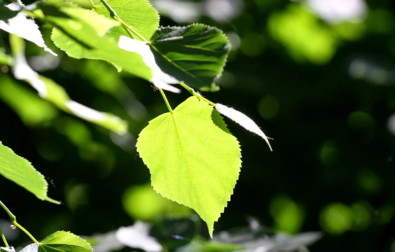 Photo wallpaper greens, summer, leaves, light, branches