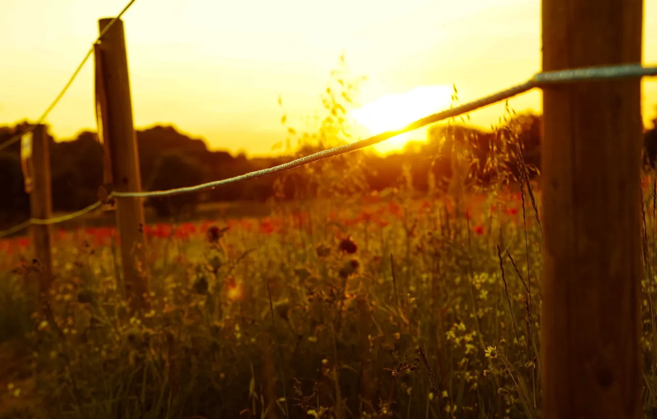 Photo wallpaper the sun, macro, flowers, background, widescreen, Wallpaper, the fence, rope