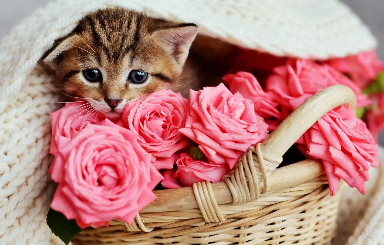Photo wallpaper roses, baby, pink, basket, Marlla Zotova