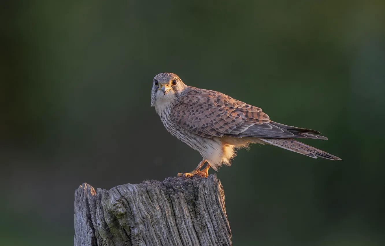 Photo wallpaper bird, stump, predator, female, Kestrel