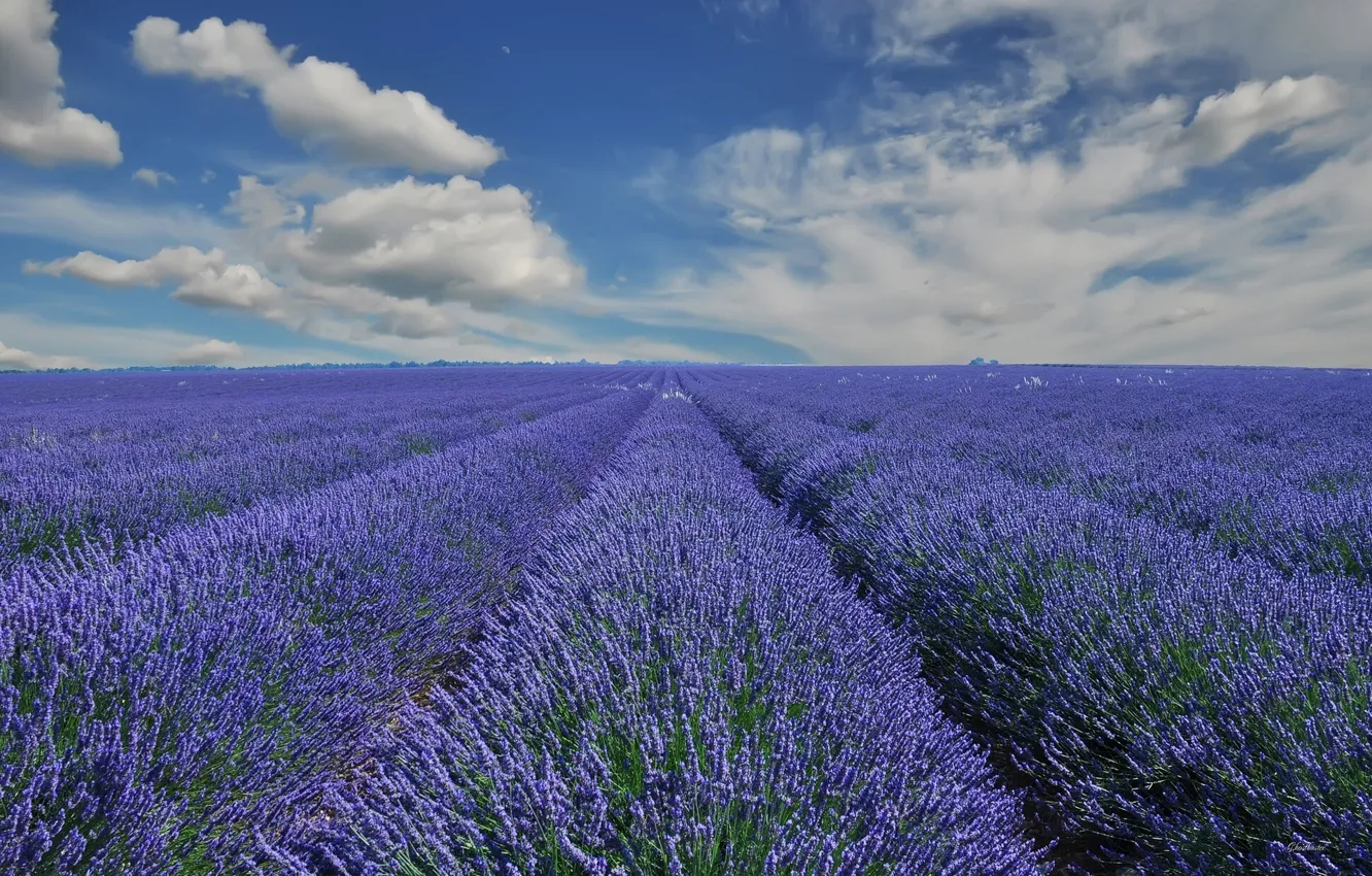 Photo wallpaper field, clouds, France, France, lavender, Provence, Provence