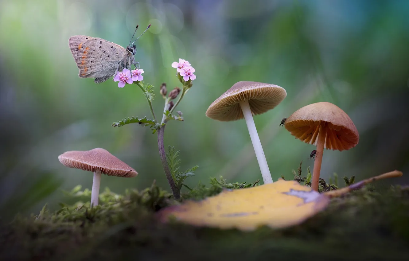 Photo wallpaper flower, macro, insects, nature, sheet, butterfly, mushrooms, moss