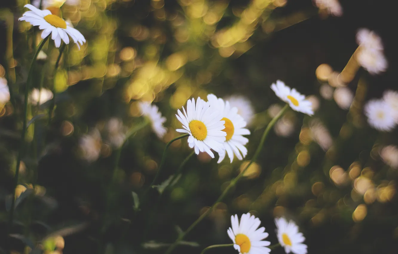 Photo wallpaper flowers, chamomile, petals, bokeh