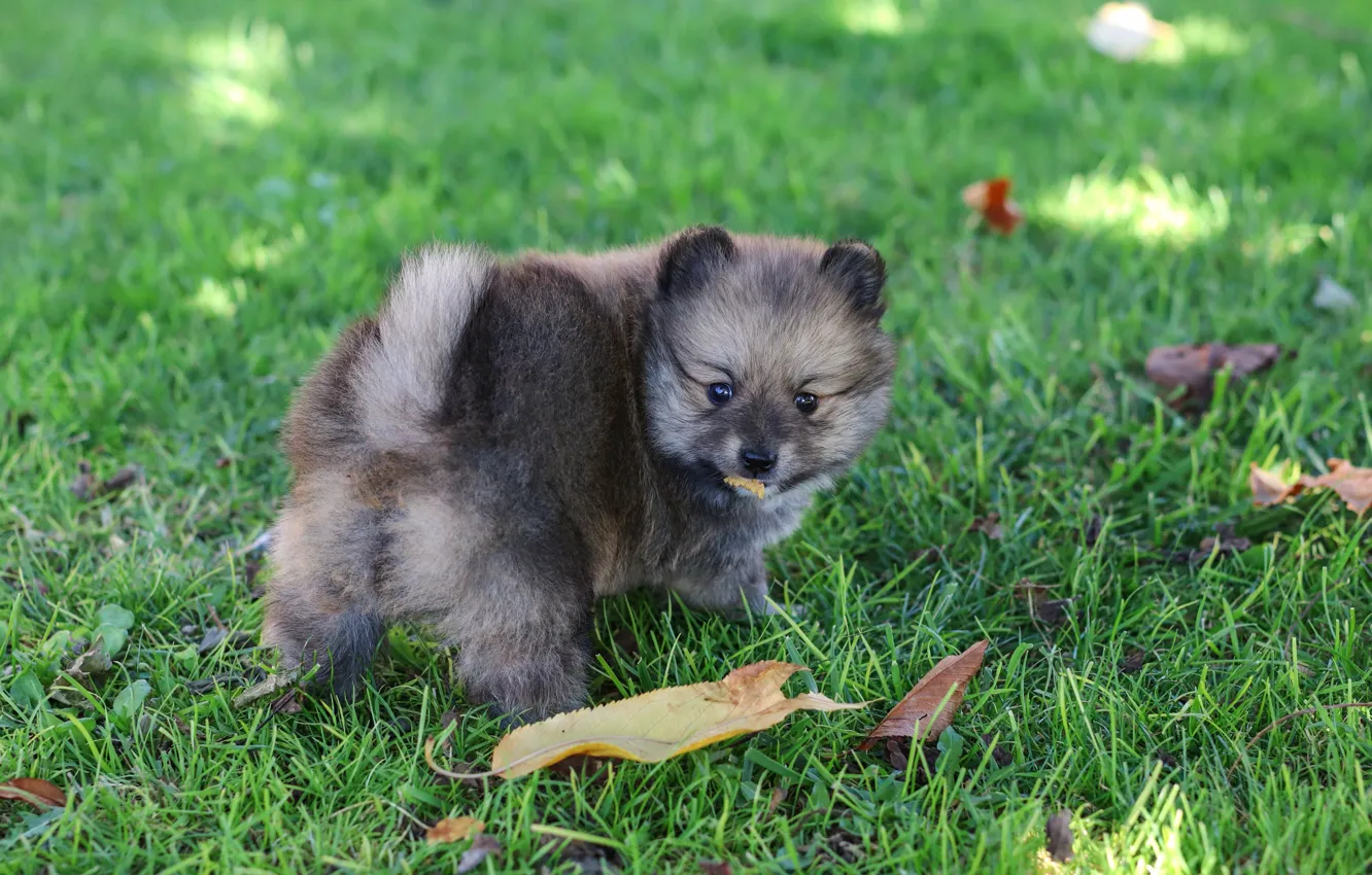 Photo wallpaper grass, grey, glade, dog, puppy, Spitz