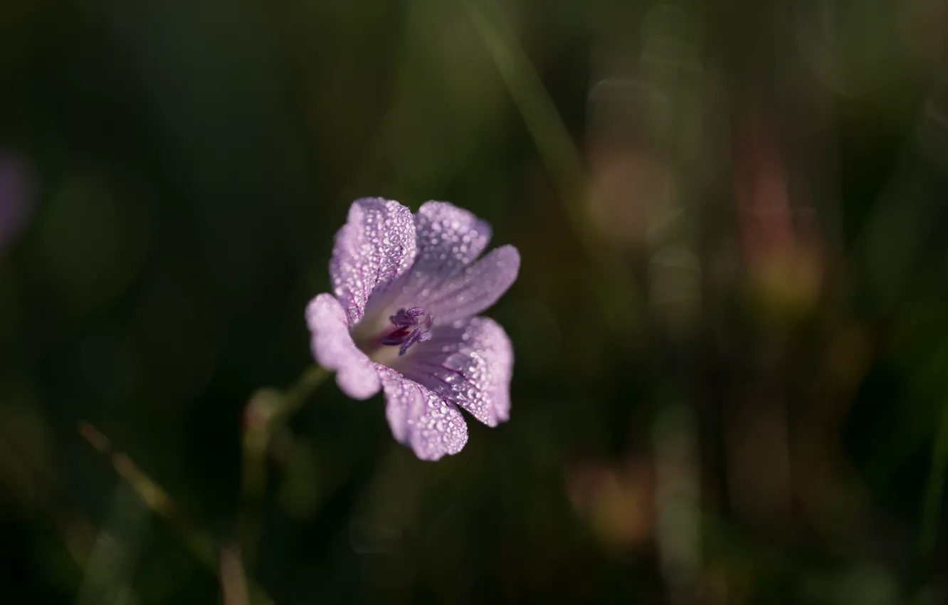 Photo wallpaper flower, drops, background