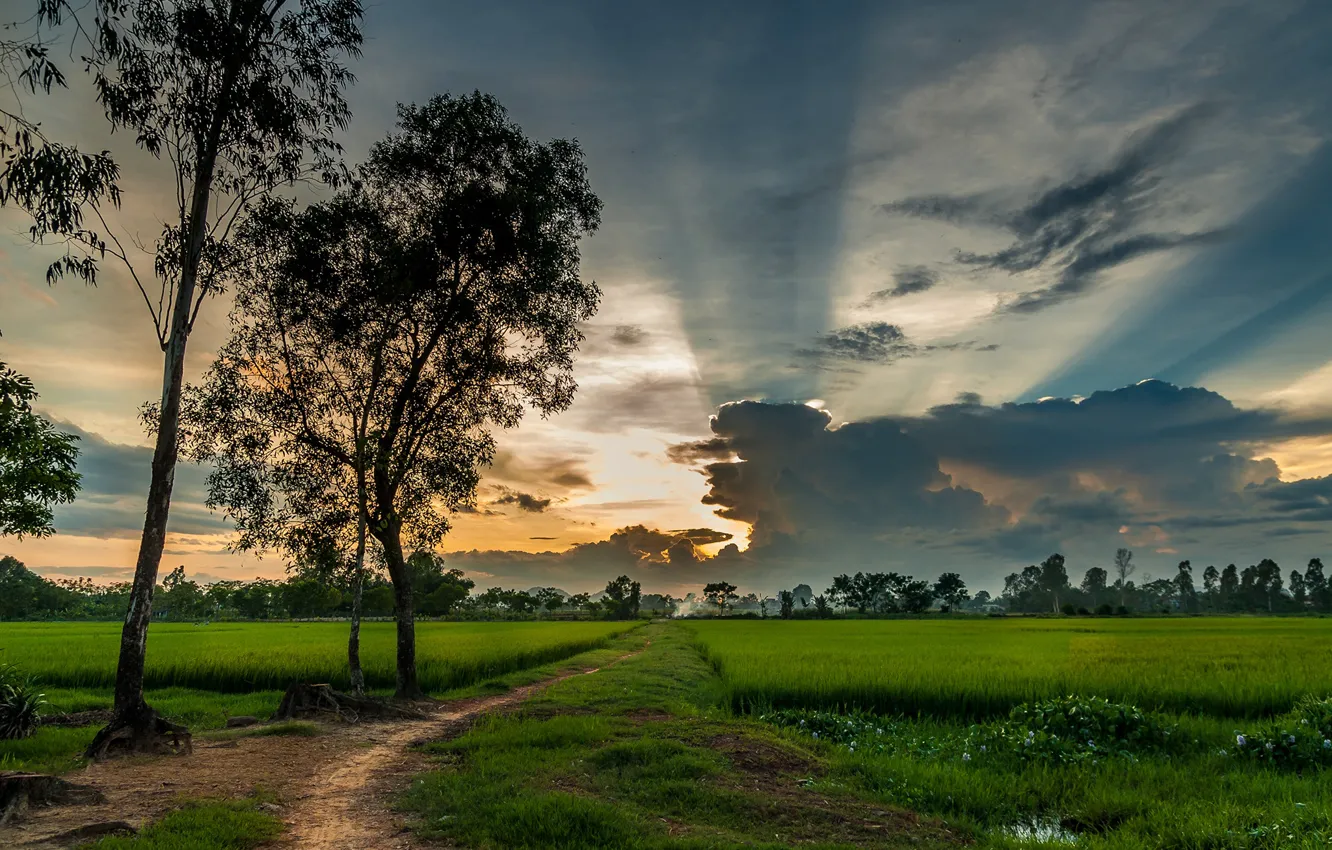 Photo wallpaper greens, field, the sky, grass, clouds, trees, Vietnam, path