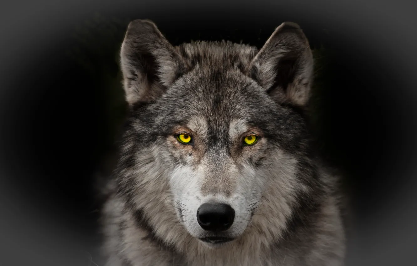Photo wallpaper wolf, predator, hunter