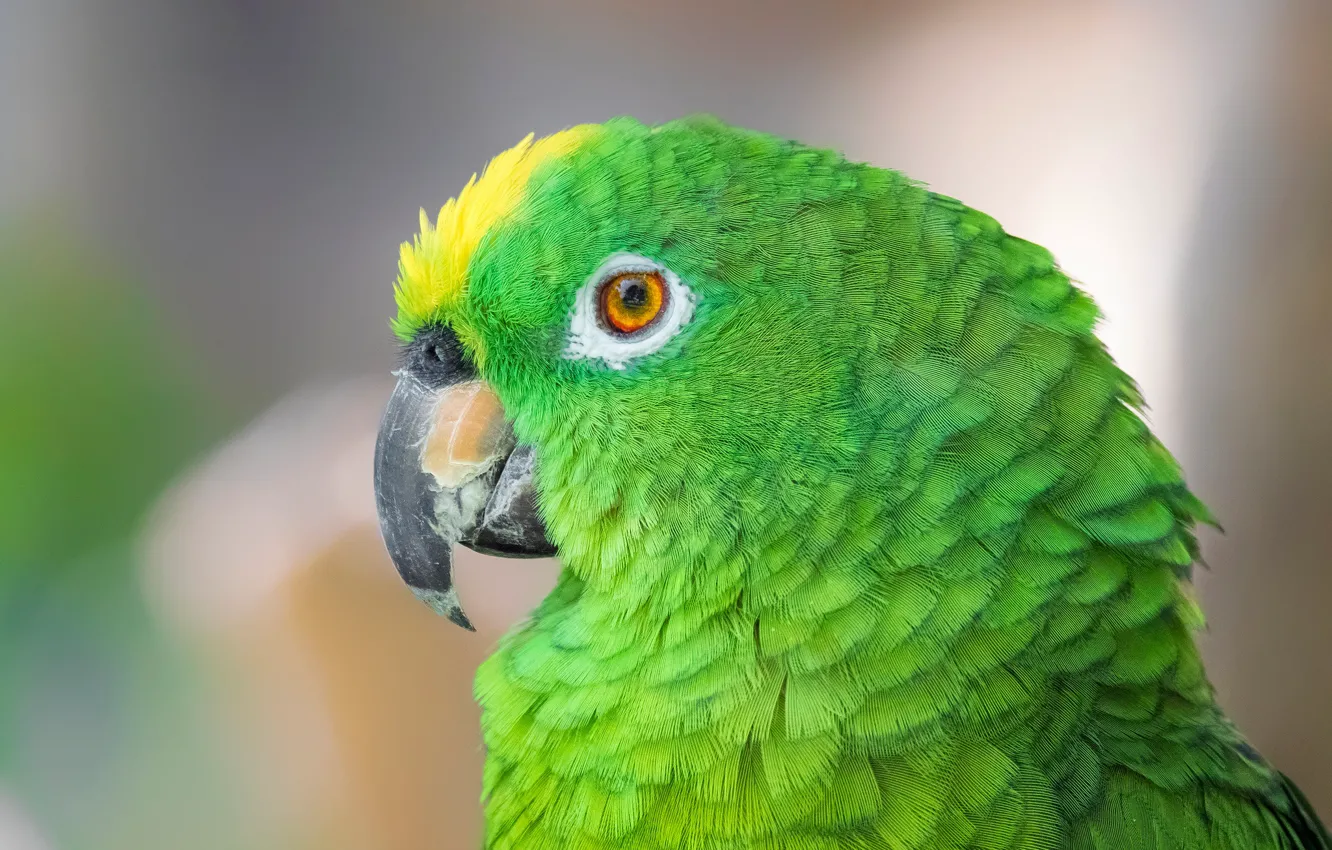 Photo wallpaper close-up, green, background, bird, feathers, beak, parrot, bokeh