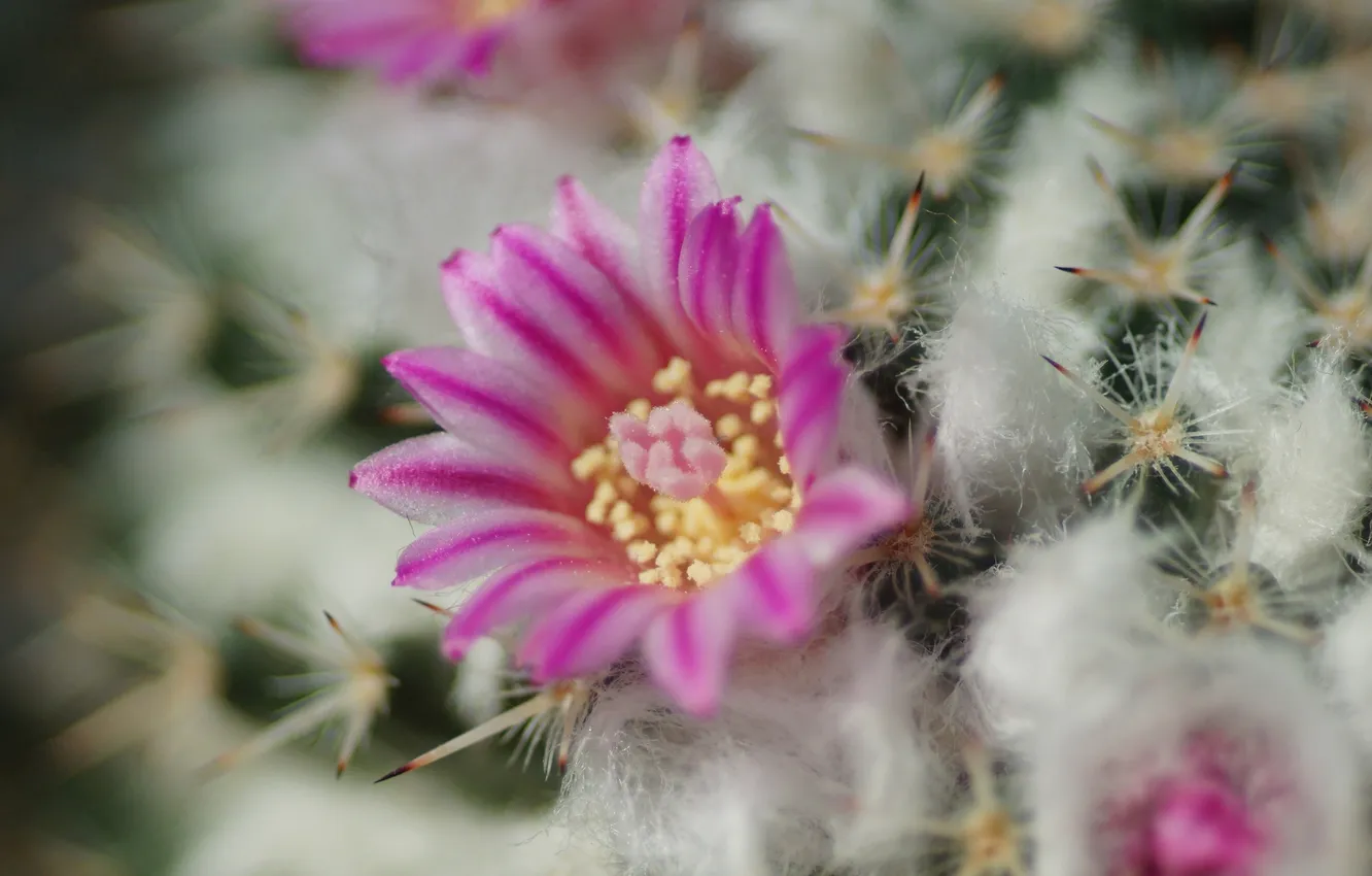 Photo wallpaper flowers, cactus, barb, fluff, pink