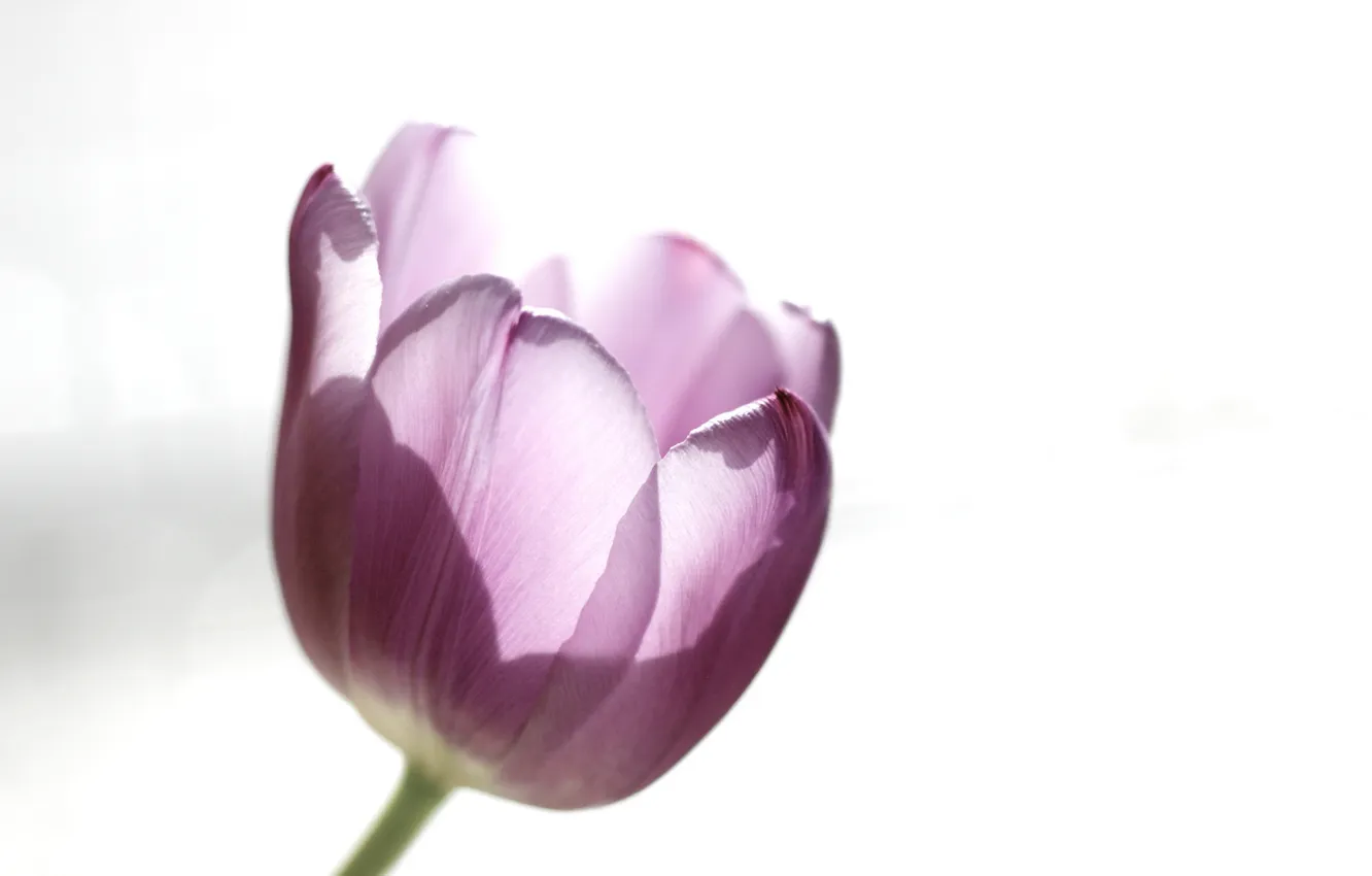 Photo wallpaper macro, flowers, tulips