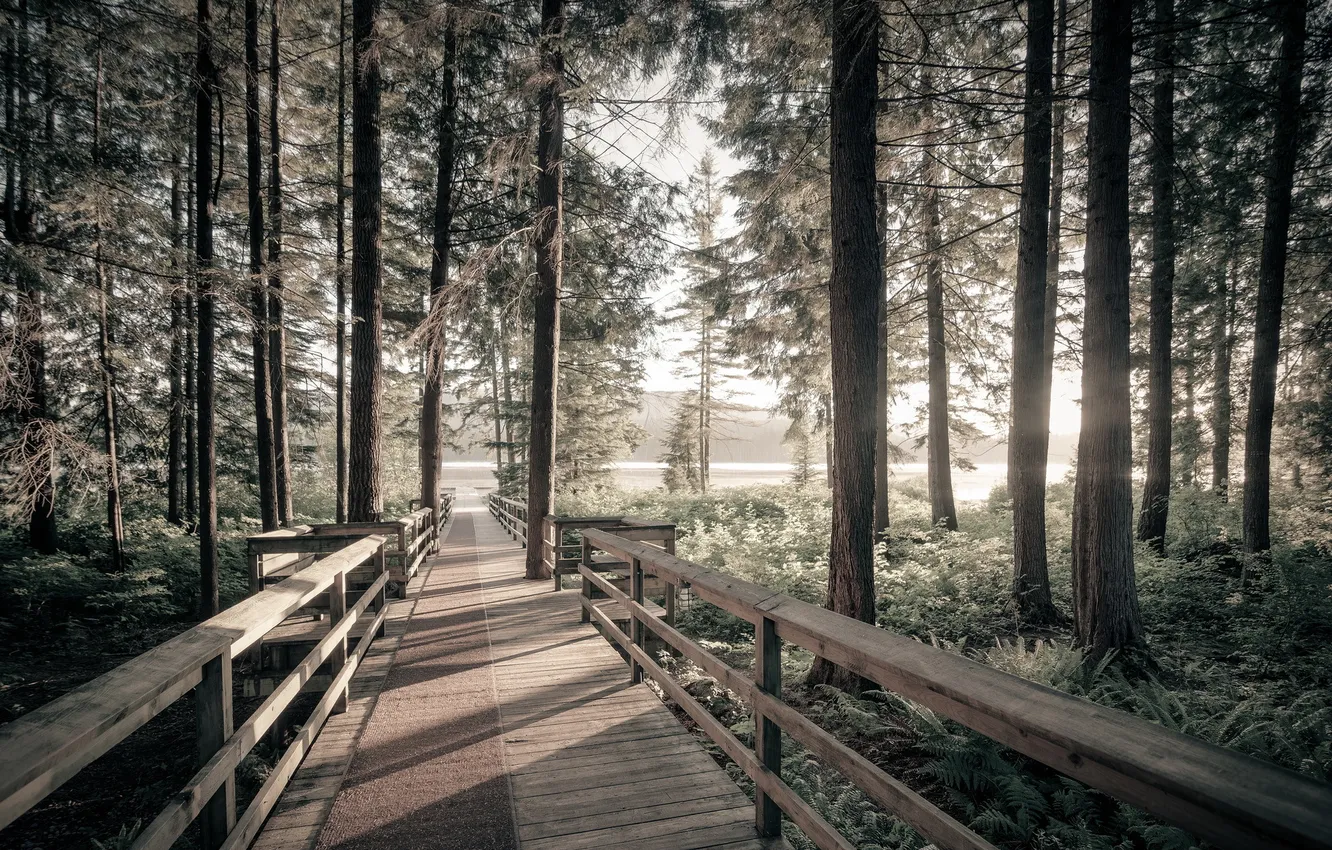 Photo wallpaper forest, bridge, nature