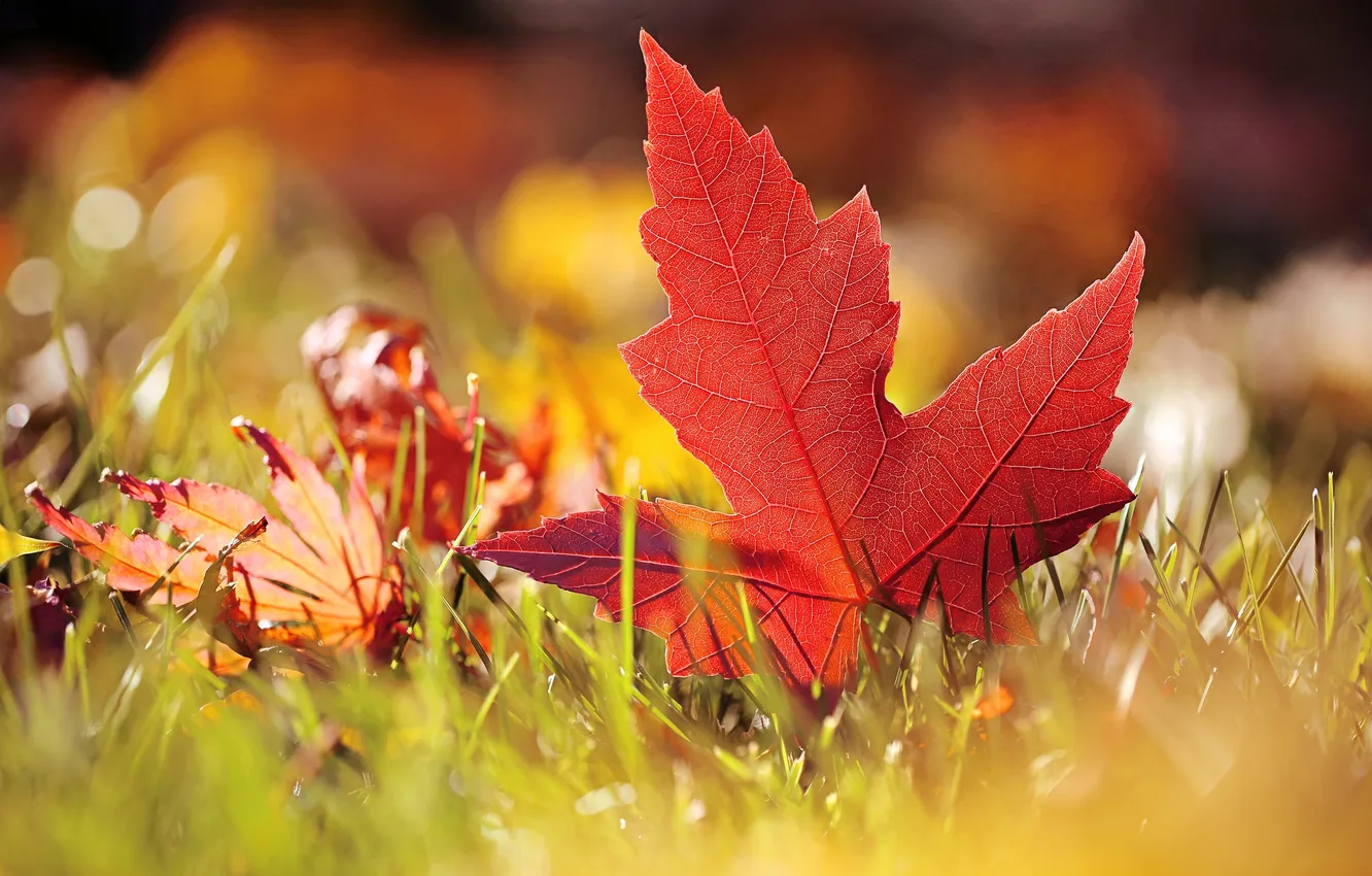 Photo wallpaper autumn, leaves, nature