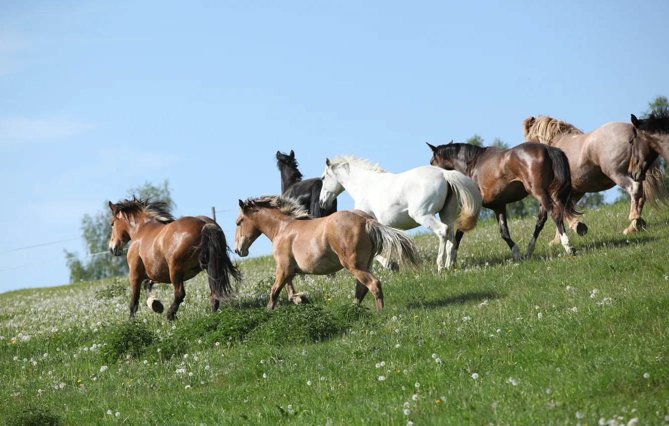 Photo wallpaper field, grass, horse, horse, the herd