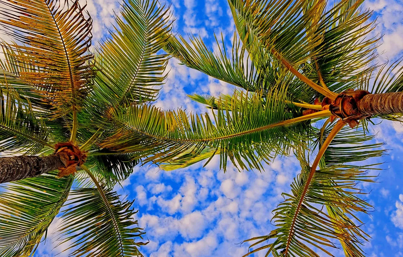 Photo wallpaper the sky, leaves, clouds, palm trees