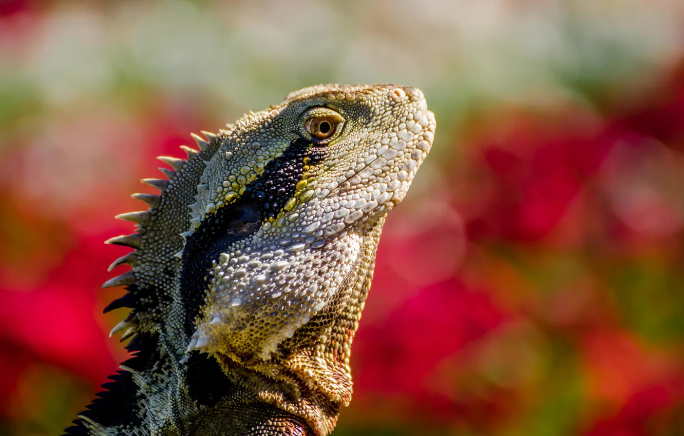 Photo wallpaper scales, lizard, bokeh