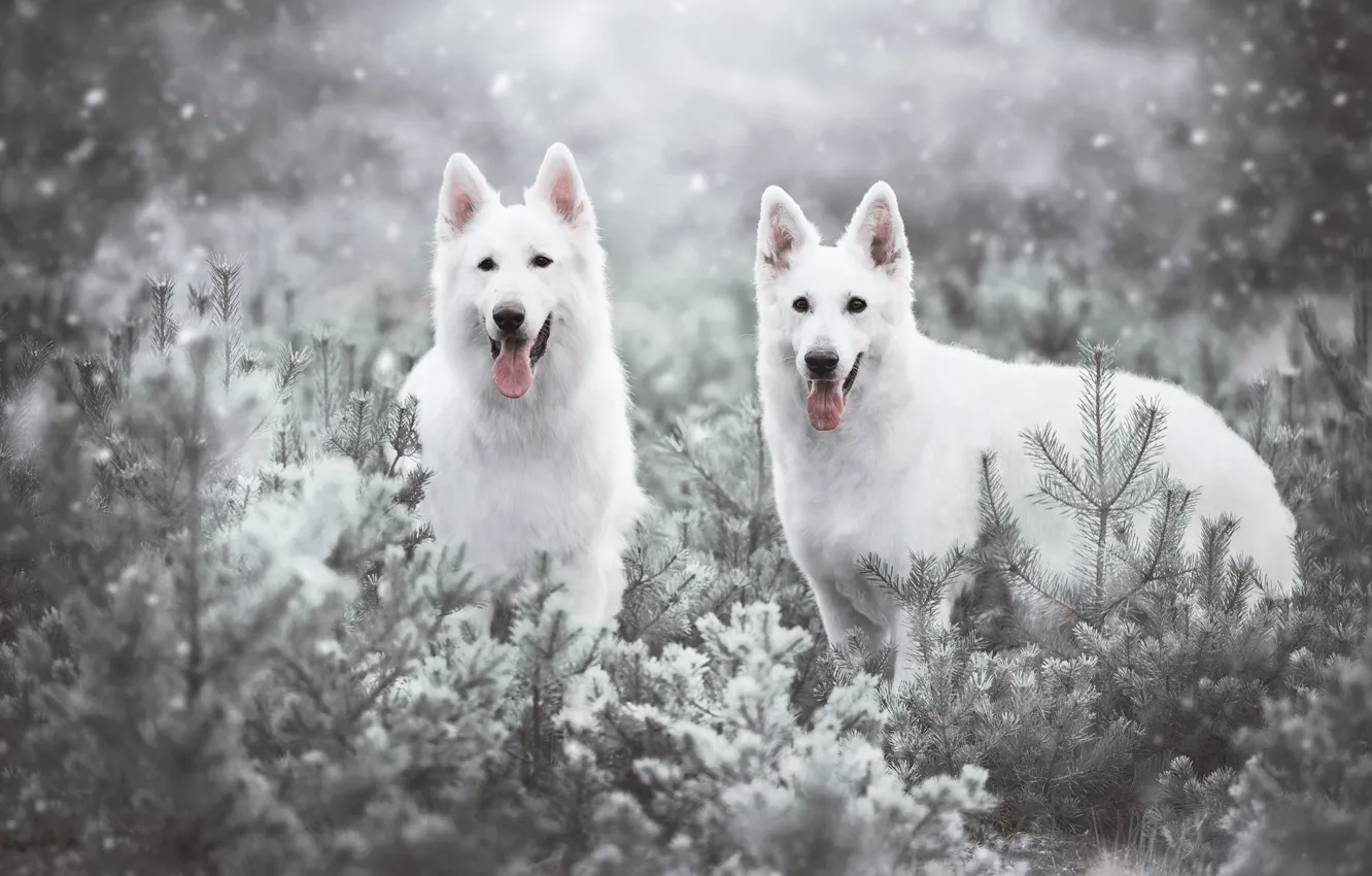 Photo wallpaper dogs, snow, ate, a couple, The white Swiss shepherd dog