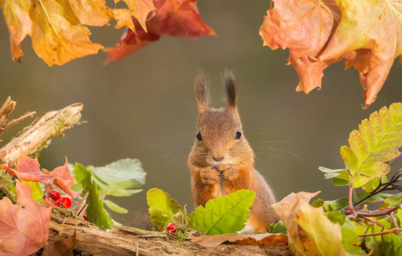 Photo wallpaper autumn, leaves, protein, rodent