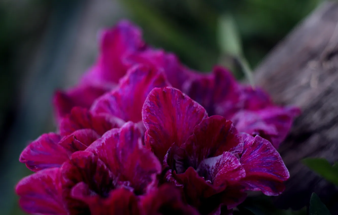 Photo wallpaper macro, flowers, nature, gladiolus