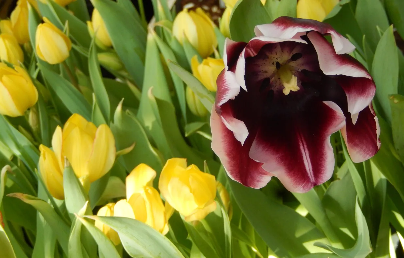 Photo wallpaper grass, flowers, widescreen, Wallpaper, spring, tulips, wallpaper, grass