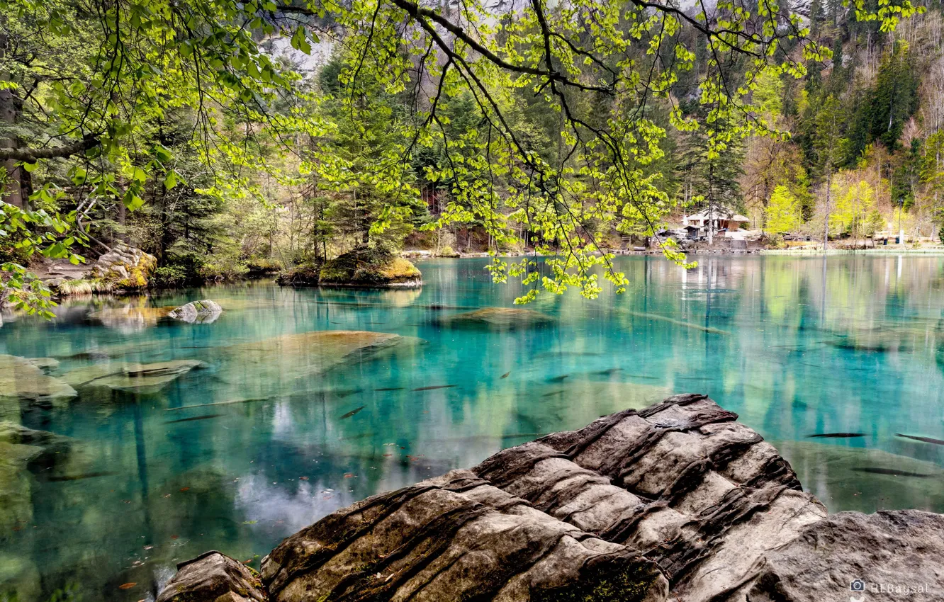 Photo wallpaper fish, stones, clear water, structure, rocks, boulders, fish, structure