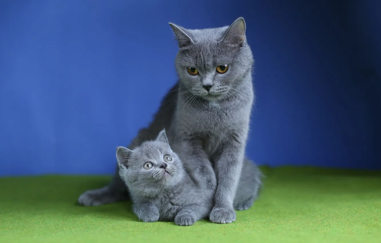 Photo wallpaper cat, background, kitty, mom, British, mother