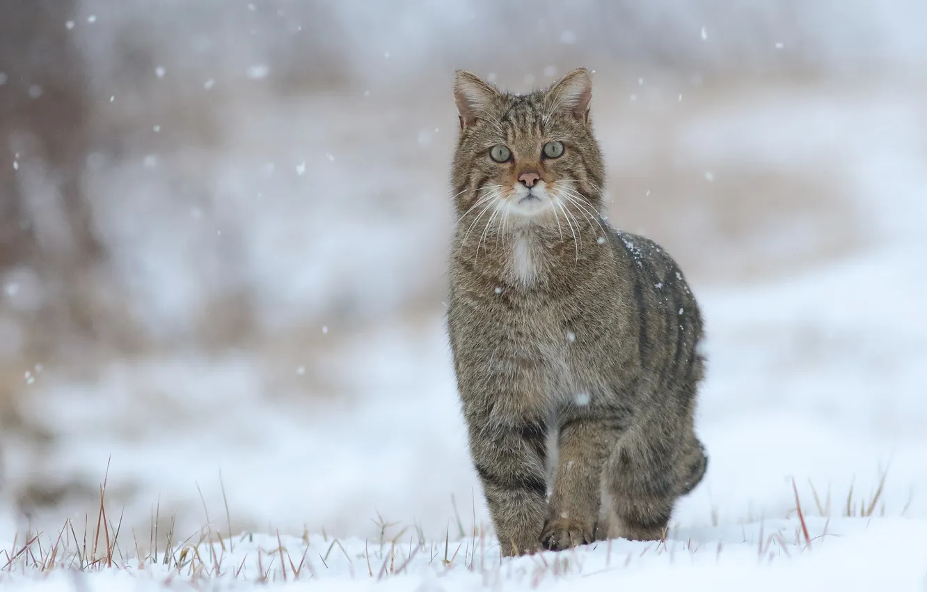 Photo wallpaper cat, cat, look, snow, snowflakes, in the snow, cat, snow