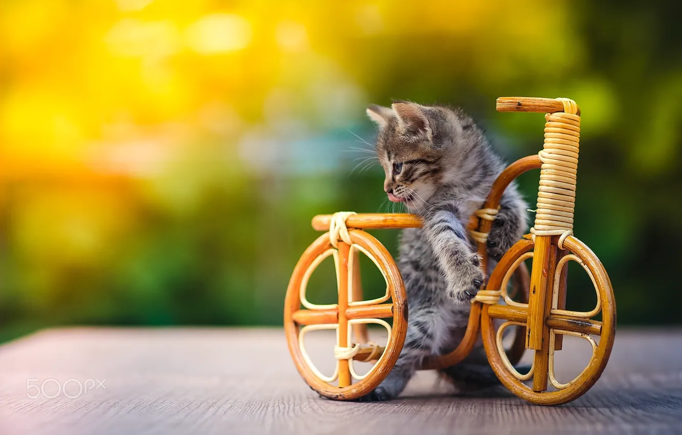 Photo wallpaper bike, toy, kitty, cat.cat