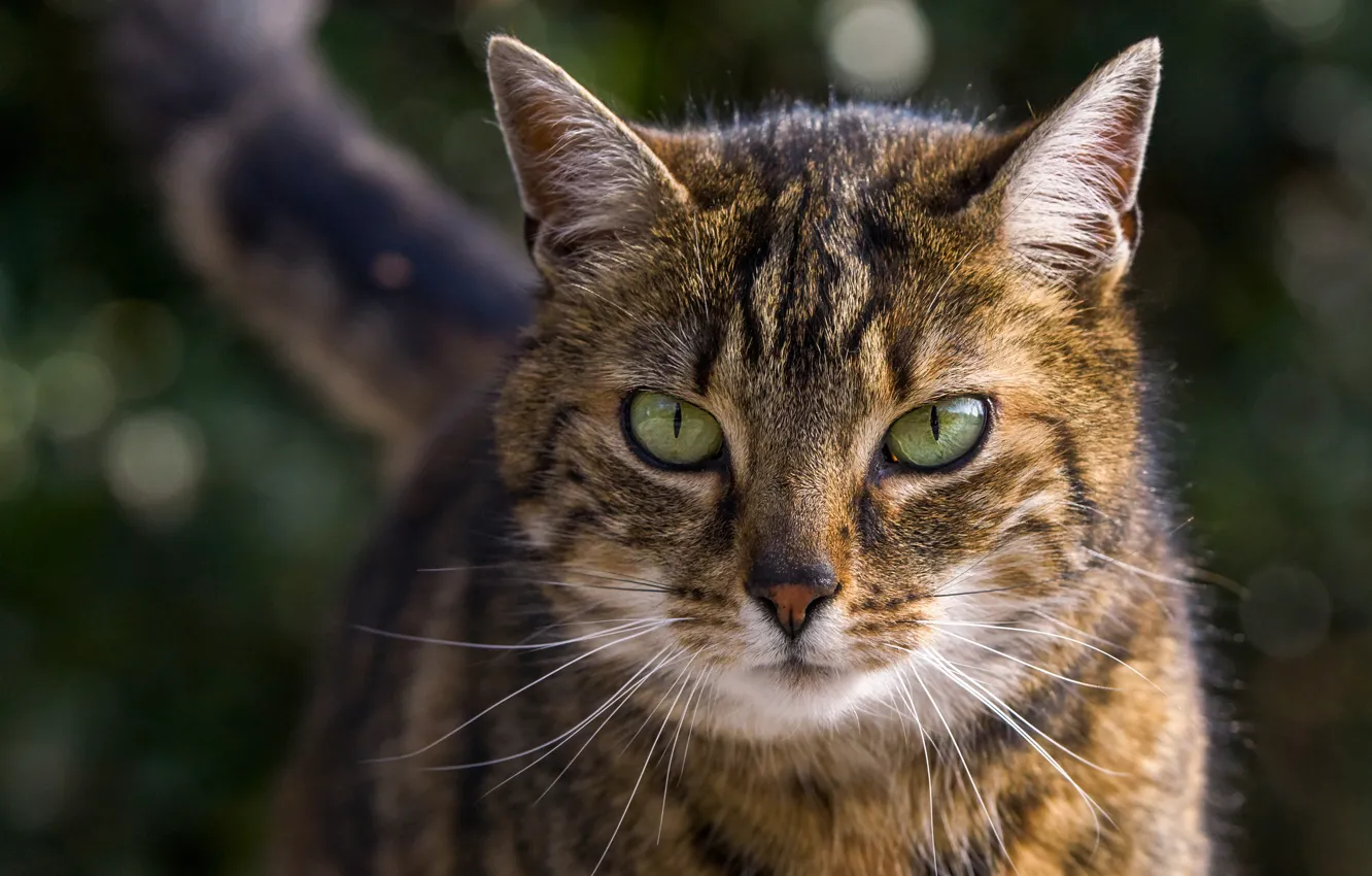 Photo wallpaper cat, cat, look, face, grey, portrait, striped, green eyes