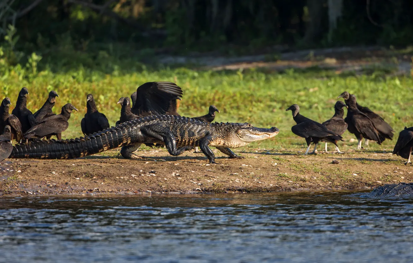 Photo wallpaper water, light, nature, river, background, bird, shore, black
