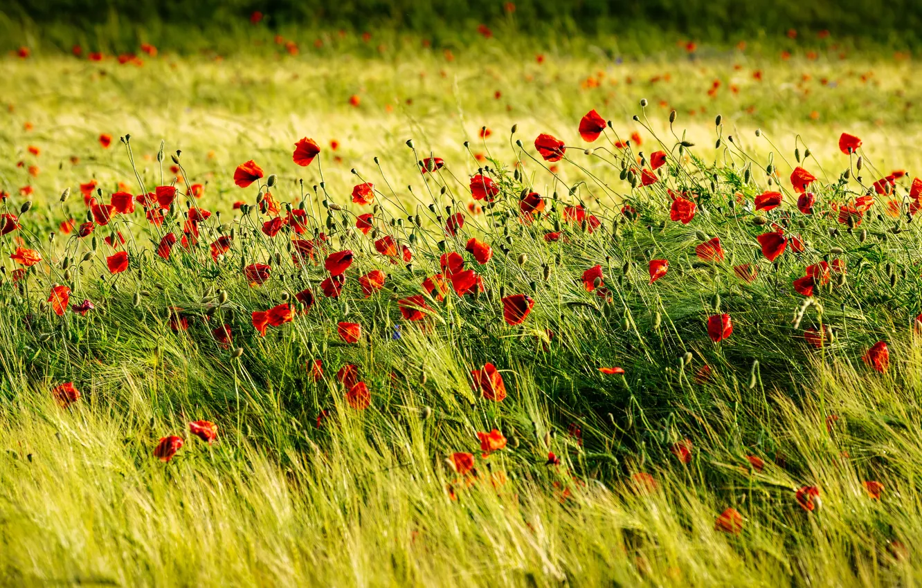 Photo wallpaper summer, flowers, red, glade, rye, Maki, ears, cereals