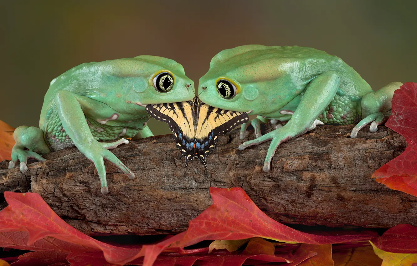 Photo wallpaper Butterfly, Frogs, Pair, Food, Amphibians