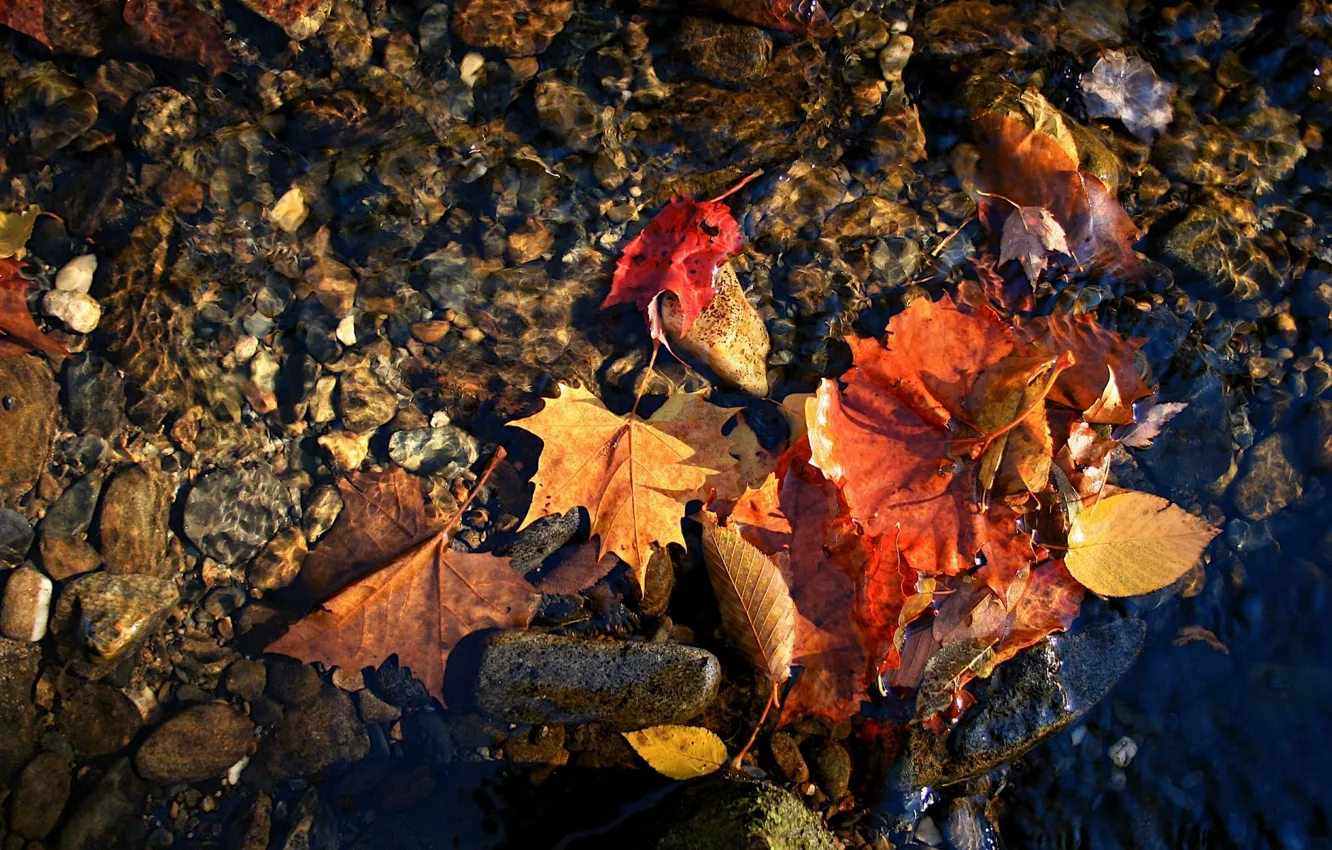 Photo wallpaper autumn, macro, red leaves water