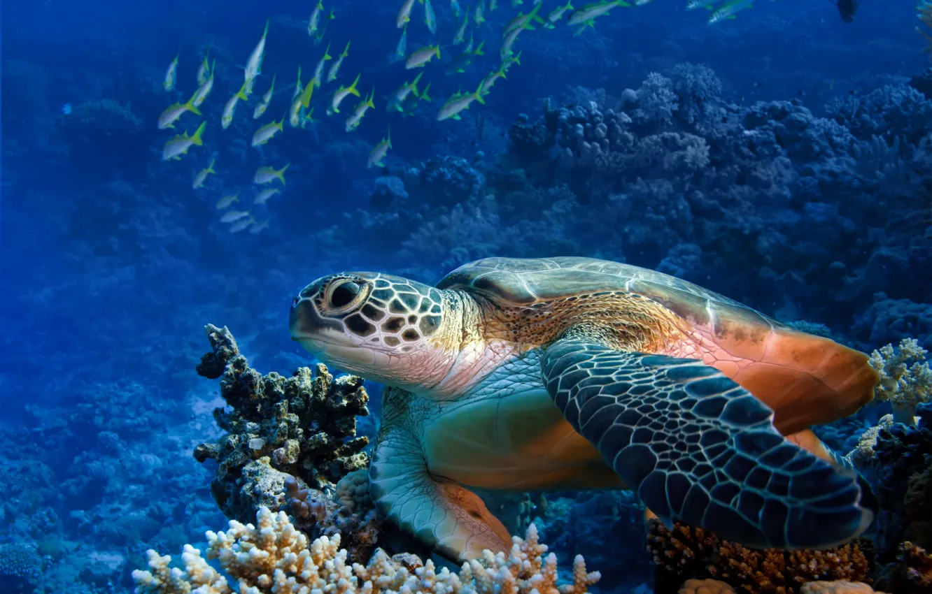 Photo wallpaper sea, turtle, fish, sea turtle