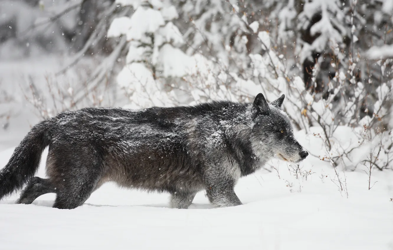 Photo wallpaper nature, Gray Wolf, face, animal, wolf, canis lupus, wildlife, head