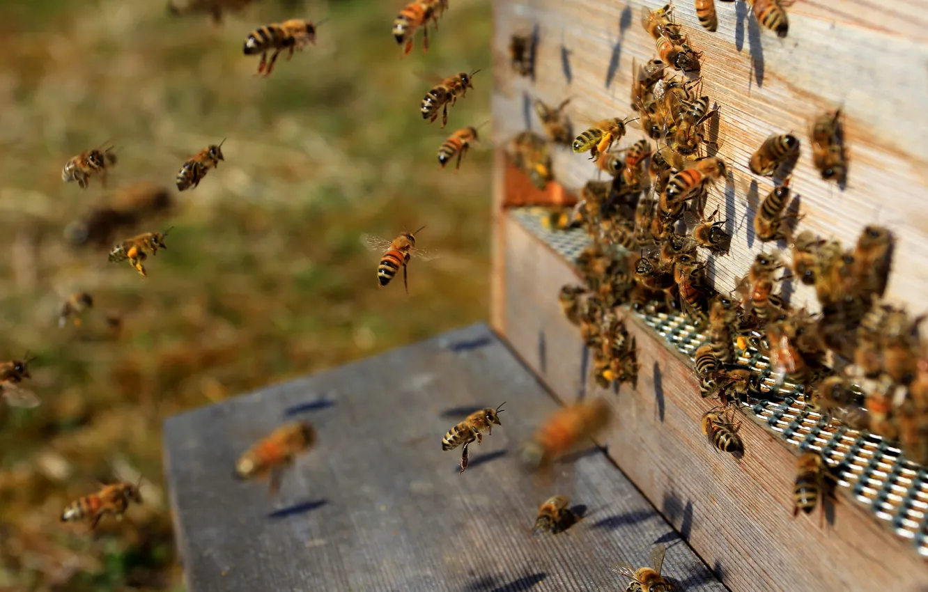 Photo wallpaper bee, insect, Roy, beehive