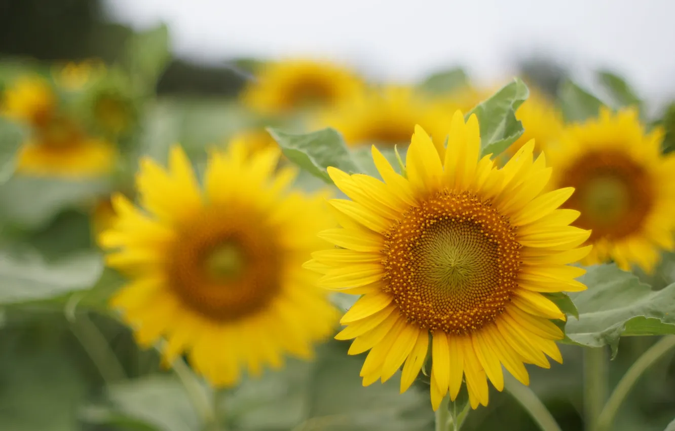 Photo wallpaper sunflowers, petals, bright, flowering