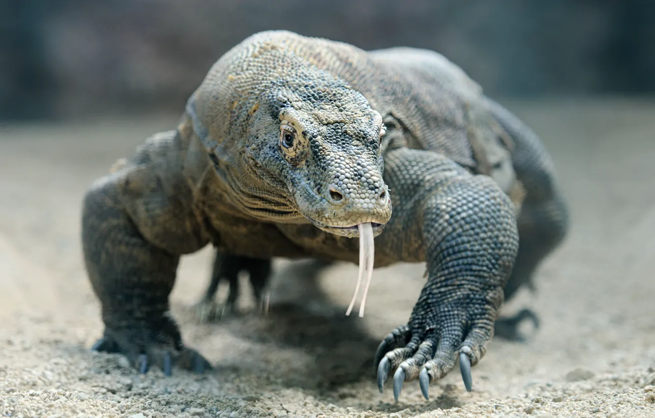 Photo wallpaper lizard, reptil, komodo