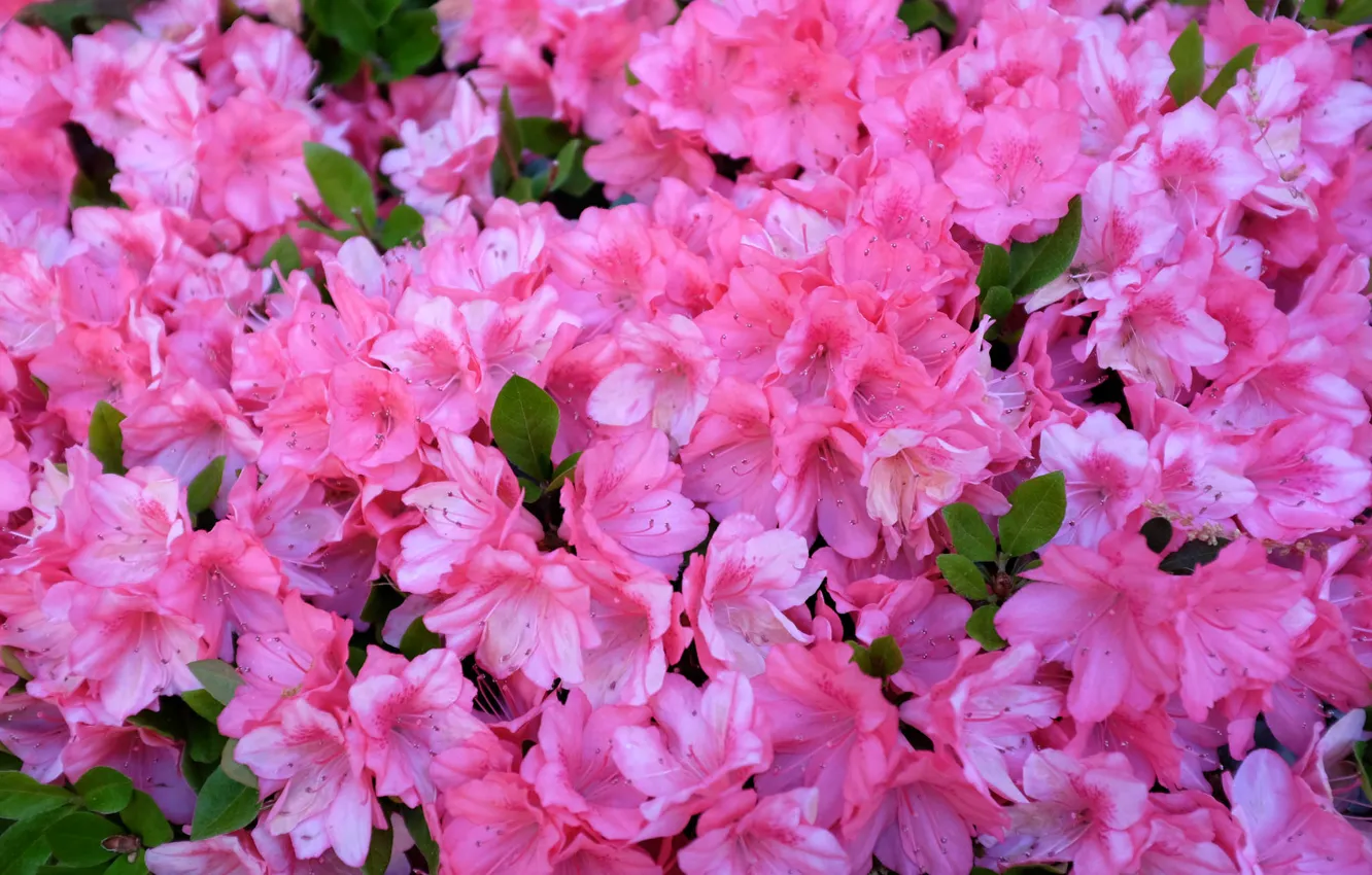 Photo wallpaper pink, Azalea, rhododendrons