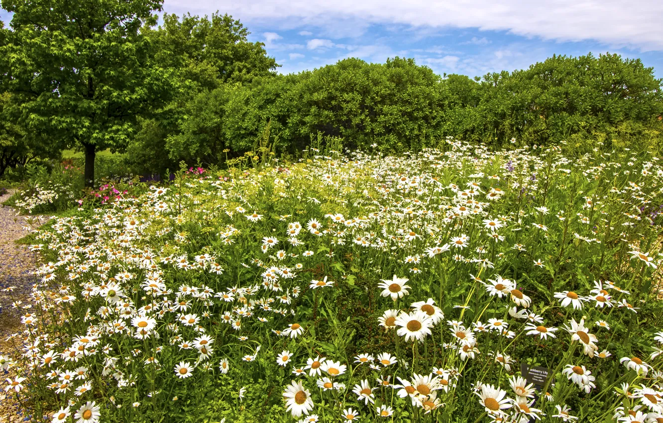 Photo wallpaper summer, flowers, chamomile, Chicago, USA, the bushes, Garfield Park Conservatory