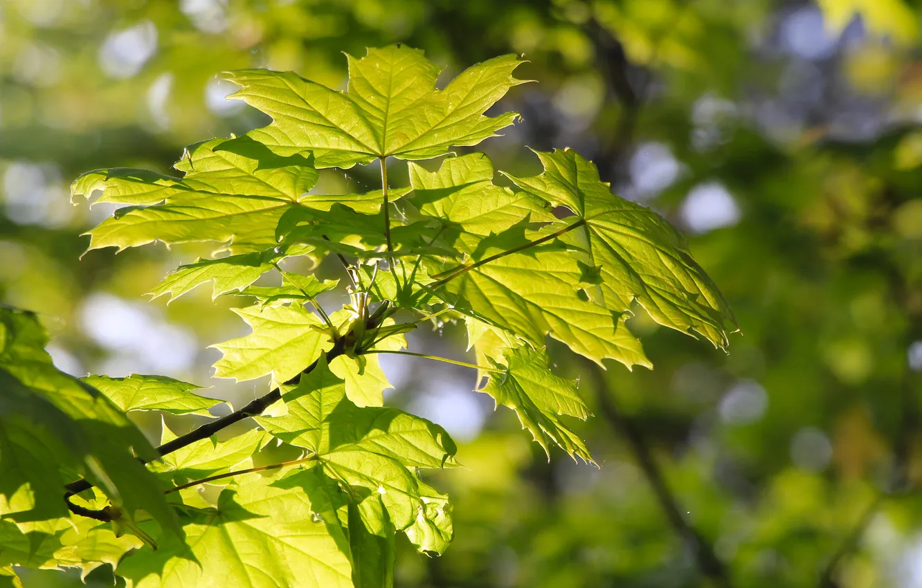 Photo wallpaper spring, leaf, twig