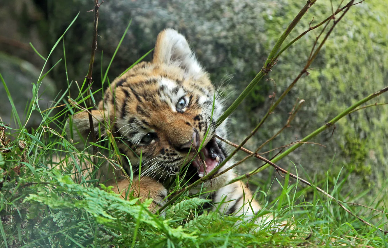 Photo wallpaper grass, nature, animal, predator, cub, tiger