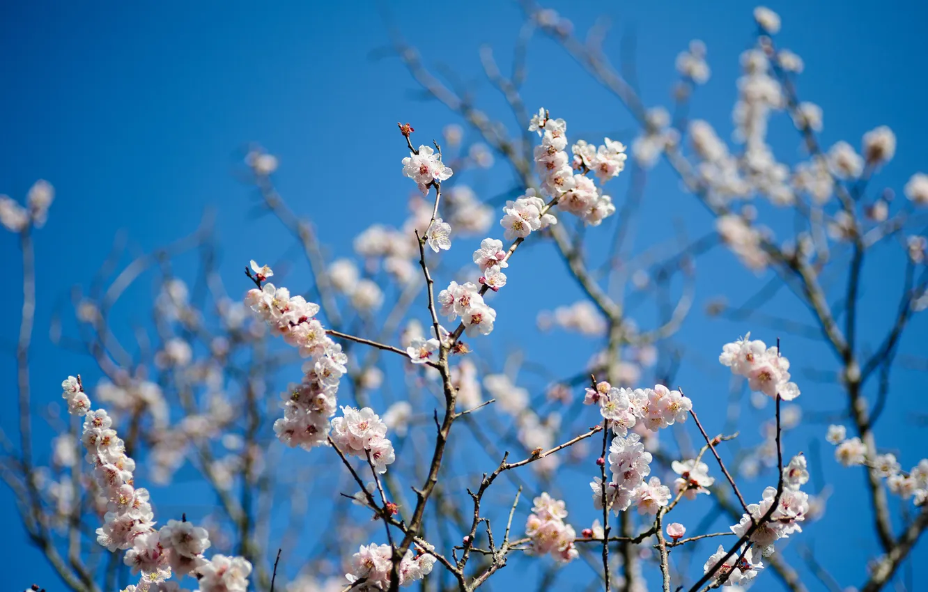 Photo wallpaper the sky, trees, flowers, branches, spring, fruit